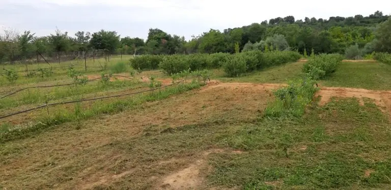 Καλλιέργεια μύρτιλων με γραμμές ποτίσματος και φυσική βλάστηση