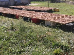 Δίσκοι γεμάτοι με καρύδια ή άλλους ξηρούς καρπούς απλωμένους στο γρασίδι για ξήρανση.